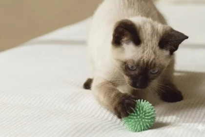 Chat rapportant des objets, guide pour dresser son chat facilement