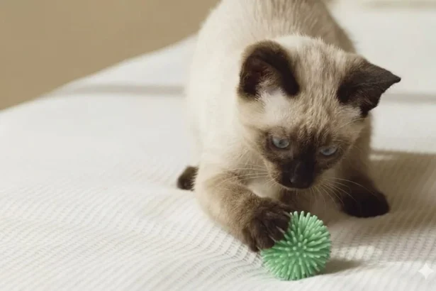 Chat rapportant des objets, guide pour dresser son chat facilement