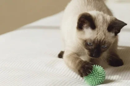 Apprendre à son chat à rapporter un jouet léger
