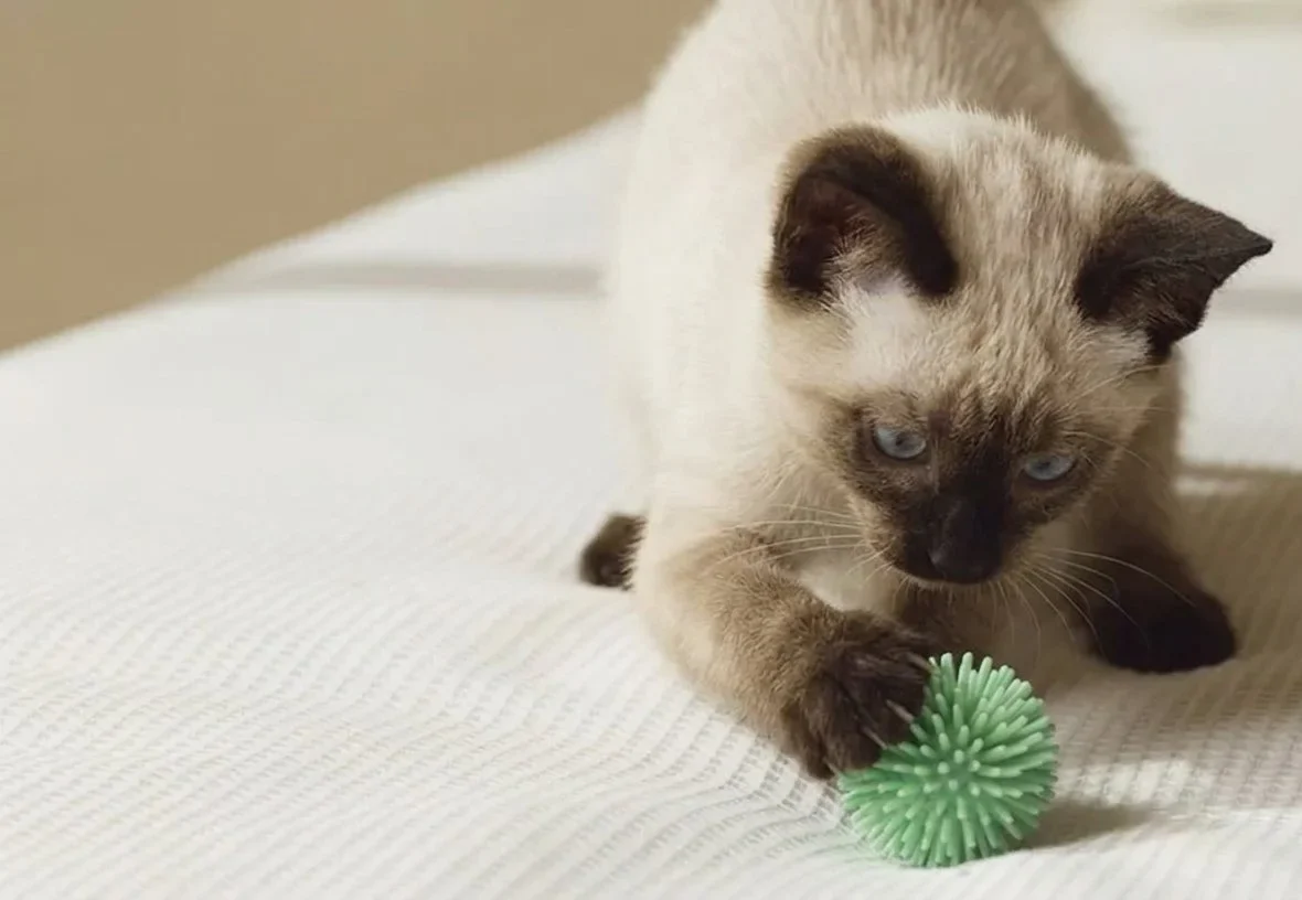 Apprendre à son chat à rapporter un jouet léger