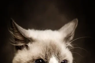 Un chat Ragdoll aux yeux bleu vif et au pelage doux et moelleux.
