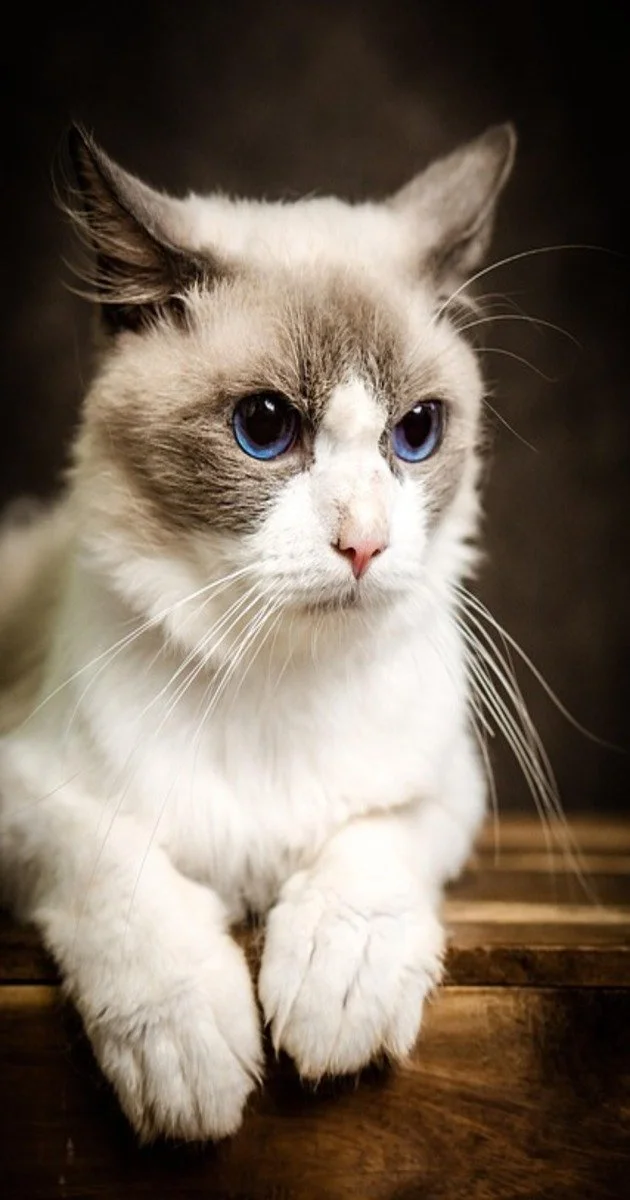 Un chat Ragdoll aux yeux bleu vif et au pelage doux et moelleux.
