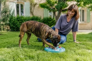 Prendre soin de son chien au quotidien dans un environnement confortable