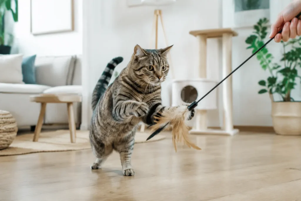 Chat actif jouant en sécurité avec un jouet interactif