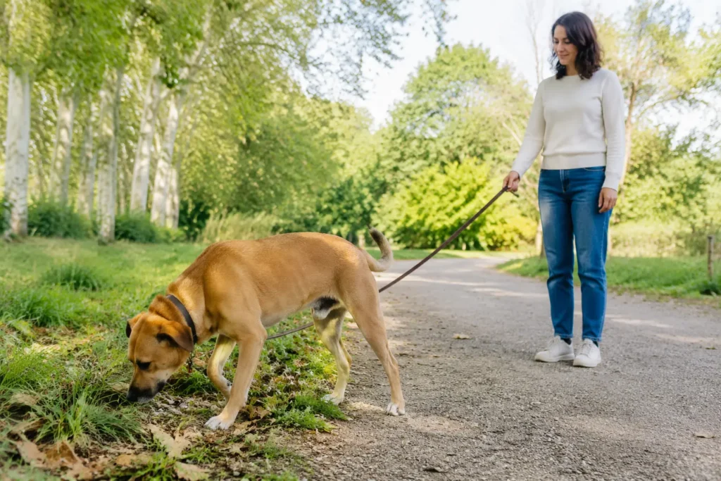 Promener son chien calmement dans un parc français sécurisé