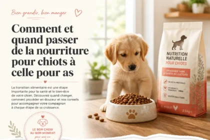 Chiots à adopter pour chiens adultes avec conseils d'élevage