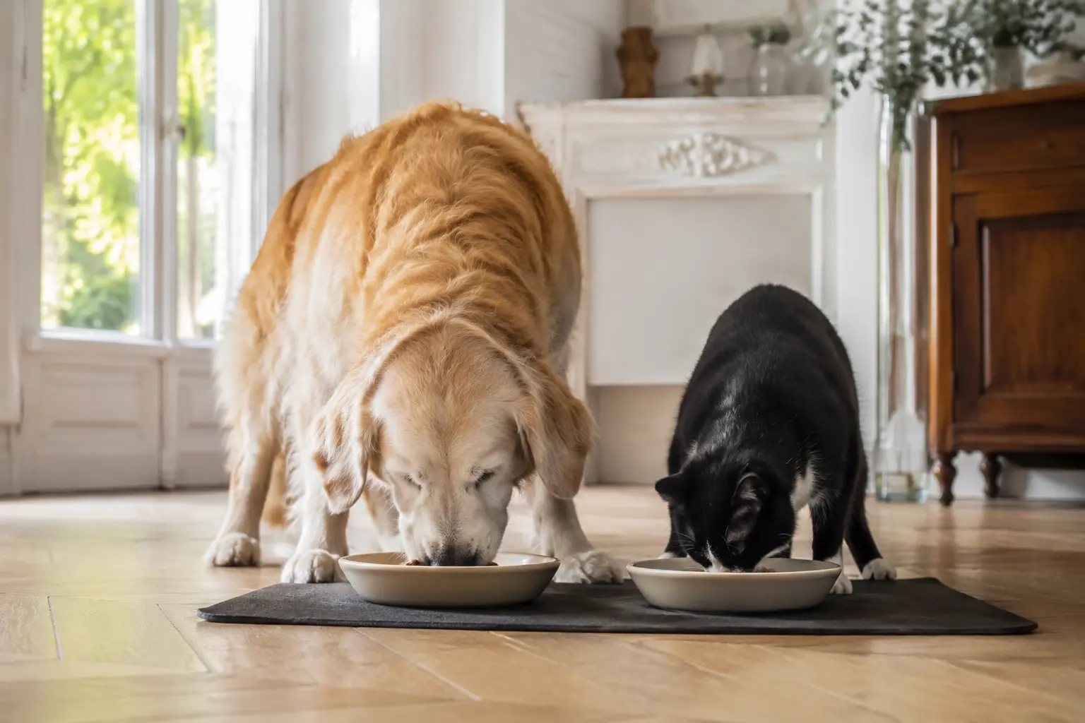 Favoriser l’hydratation du chien et du chat senior